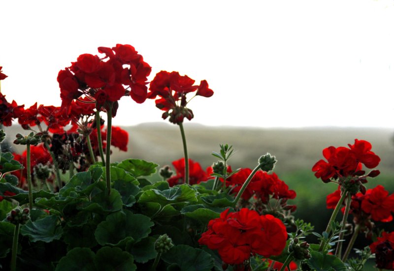 geraniums.jpg