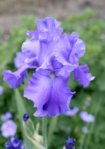 iris2.jpg