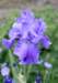 iris2_small.jpg