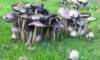 paddestoelen_small.jpg