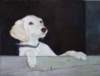 salukipupkabira_small.jpg