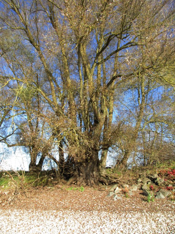 img_4810.jpg
